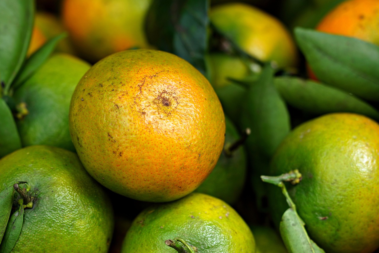 Ilustrační citrusové ovoce